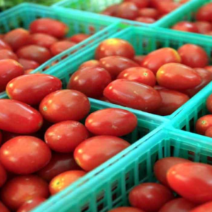 Tomatoes