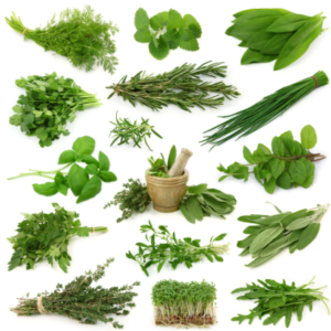 Fresh Herbs
