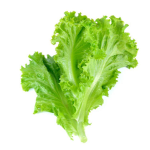Lettuce Leaves - 1 Bunch - سلاد پتّہ